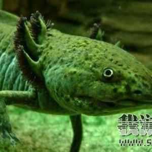 ʮ�ּ��ȱ�Σ����ϡ����