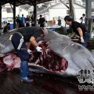 �ձ���ɱ���׾����ֳ�