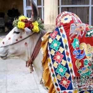 ��ӡ��ţ���˹��ĺ�