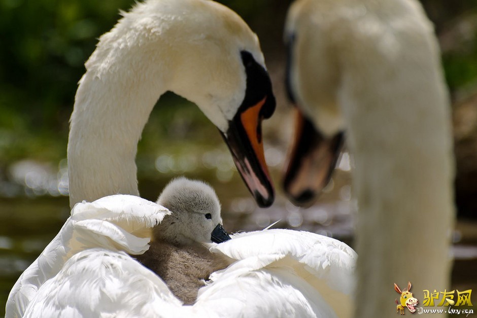 ���ҵ�����ͼ���������ཬ���Խ���[������ͼ]