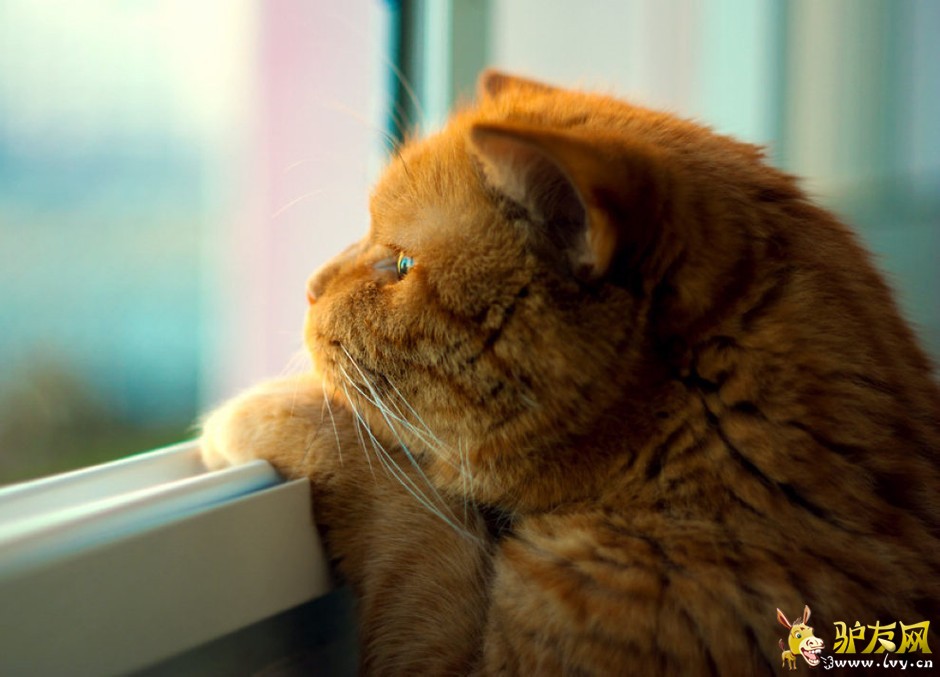 ���ҵ�����ͼ���������ཬ���Խ���[������ͼ]