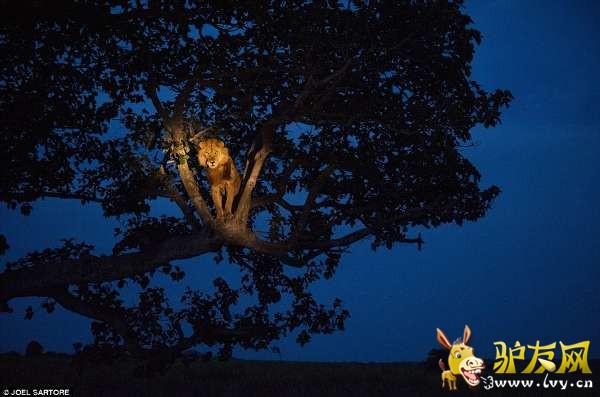 ī���緢�ֵ�11������ͷ��֮һ������� ������ ˹ͼ���� Richard Hewitt Stewart����1938�꣩