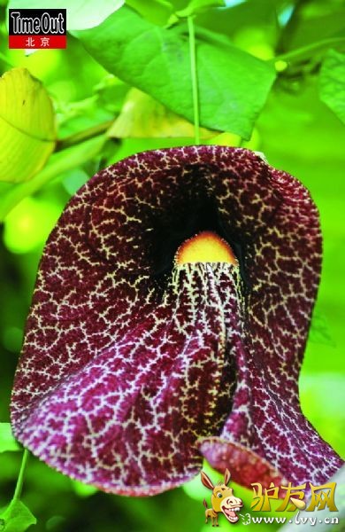 ����԰�������滨���