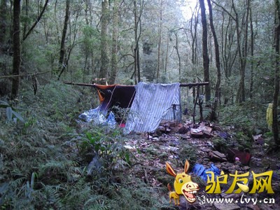台南一名黄姓登山客今天指,他今年年中曾在阿里山“石梦谷”目击山老鼠盗林,并将盗林现场与“山老鼠窝”拍照存证。台湾“中央社”图