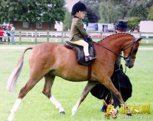 Ӣ��������ͯ�����������������˶�Ա