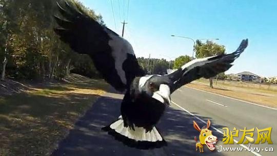 �Ĵ��������г�����������ϲȵ��Ϯ����