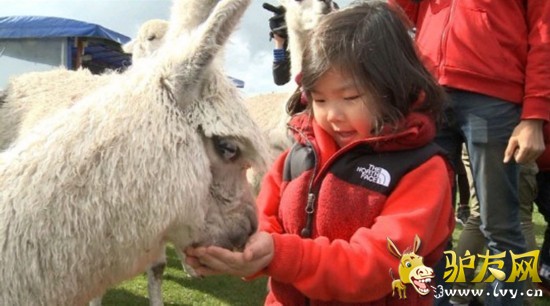 �����ְ�ȥ�Ķ����������� ���޳����������Ҹ�