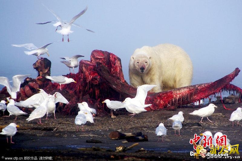 �����ܺ���������ʳ �����ó��漫�䡰Ѫ�ȡ�