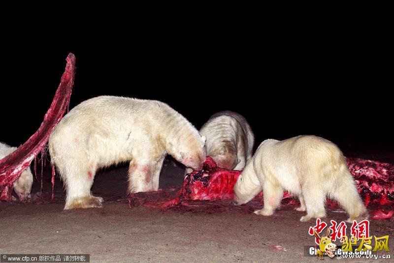 �����ܺ���������ʳ �����ó��漫�䡰Ѫ�ȡ�