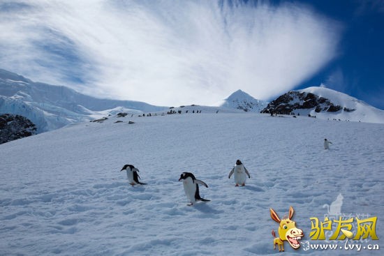 �����ϼ�Ӱ������è