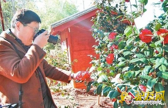 丰泽园遍山山茶美不胜收 记者 翟剑