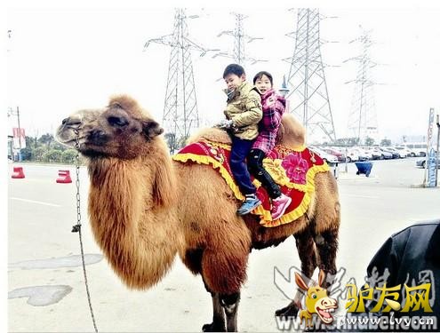 孩子们骑在骆驼上拍照