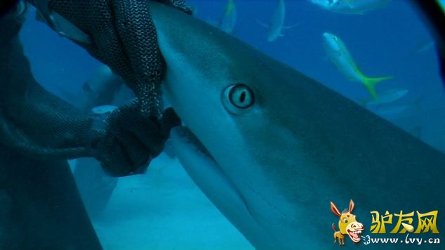 �������㱻ǱˮԱ�������ӱ���˳ ���彩ֱ����