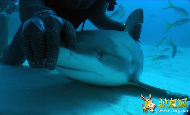 �������㱻ǱˮԱ�������ӱ���˳ ���彩ֱ����