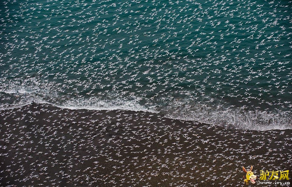 ����Ӱʦ��������ֻ����˹�Ӻ�ŸͬʱԾ��׳�۳�����ҳ��ͼ