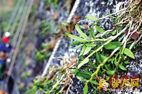 ��Ƥʯ���类�̶��������Ϻ���������������ʯ���棬����������������