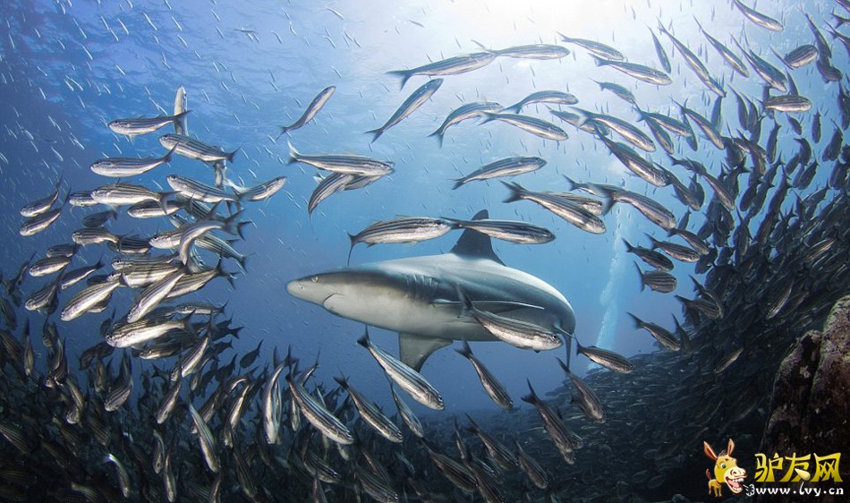 ����Ӱʦ�ĺ�ʨ������Ⱥ������ʳ(������ͼ)