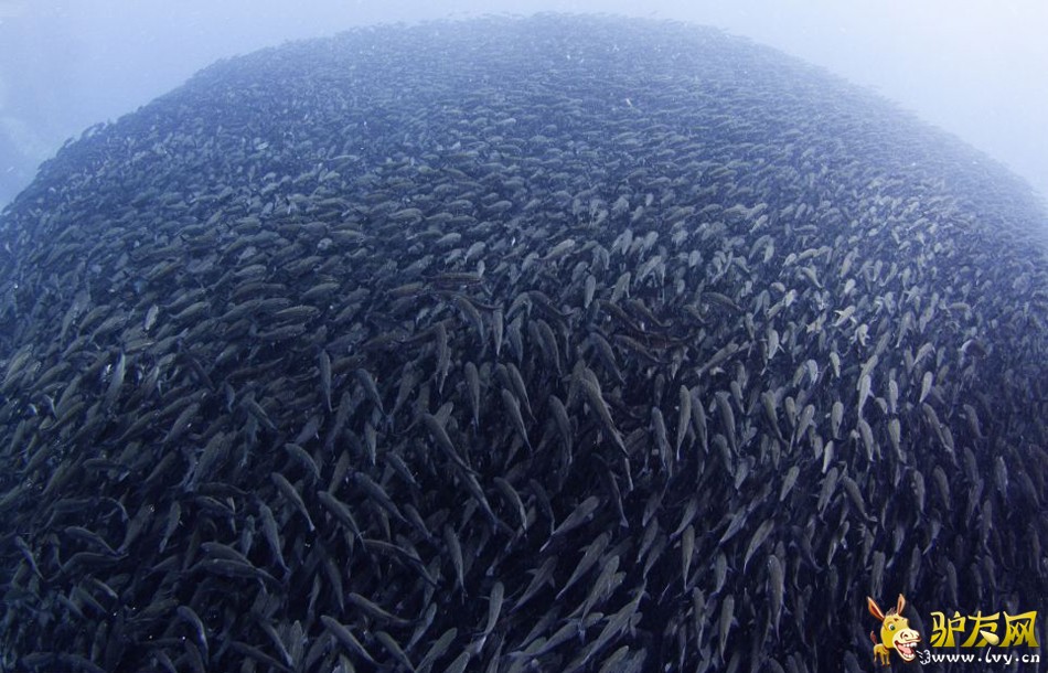 ����Ӱʦ�ĺ�ʨ������Ⱥ������ʳ(������ͼ)