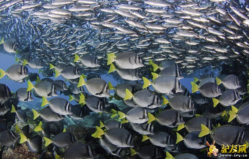 ����Ӱʦ�ĺ�ʨ������Ⱥ������ʳ(������ͼ)