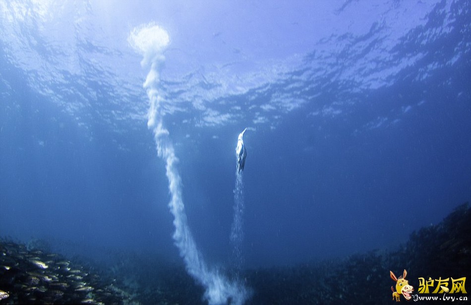 ����Ӱʦ�ĺ�ʨ������Ⱥ������ʳ(������ͼ)