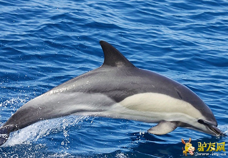 ����εɽ������׳�ۺ���Ⱥ���������ͼ