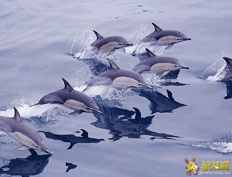 ����εɽ������׳�ۺ���Ⱥ���������ͼ