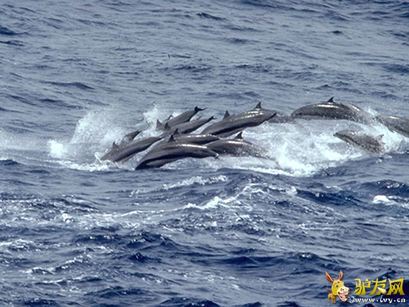 ����εɽ������׳�ۺ���Ⱥ���������ͼ