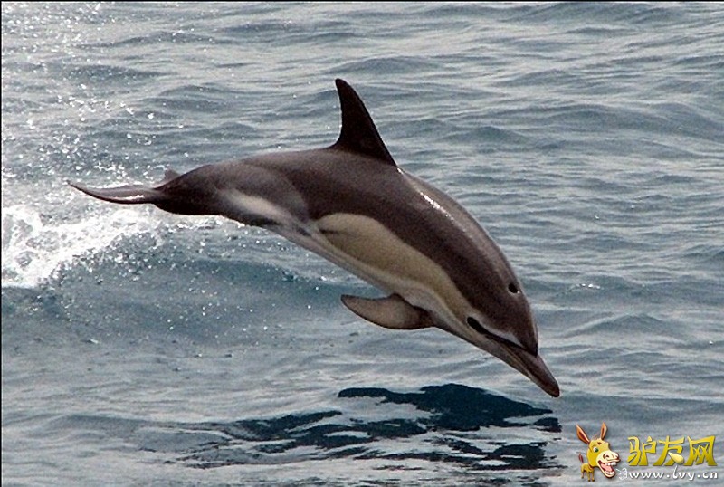 ����εɽ������׳�ۺ���Ⱥ���������ͼ