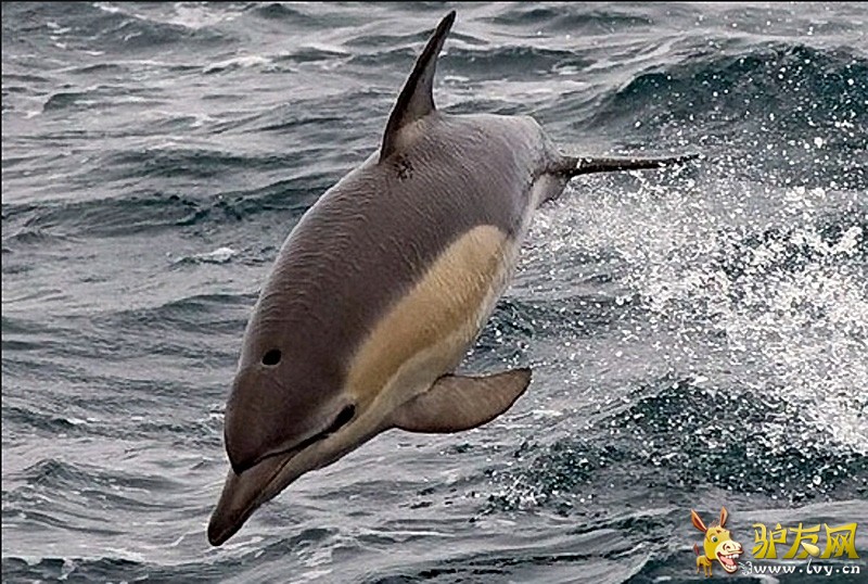 ����εɽ������׳�ۺ���Ⱥ���������ͼ