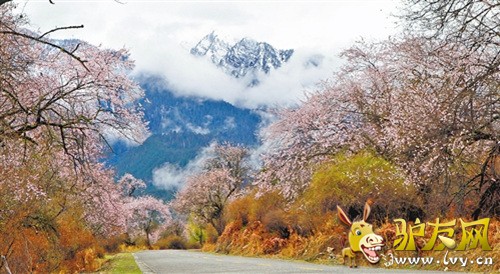 波密,318国道旁的桃花