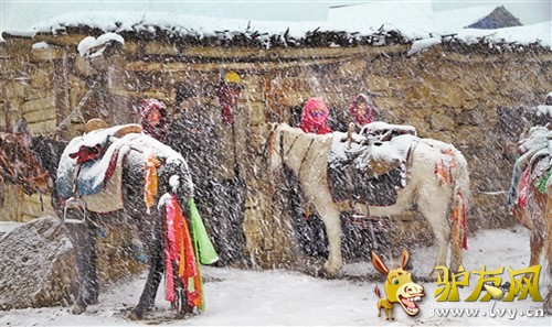 来古冰川,大雪纷飞中等待游人的马帮
