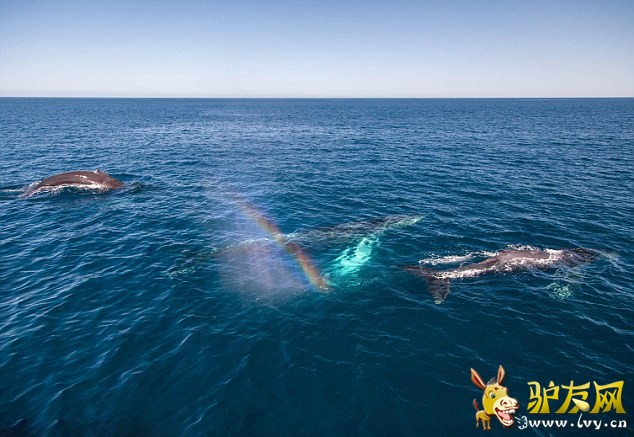 ������������ˮ���֡��ʺ硱(1)_��ѧ̽��_������