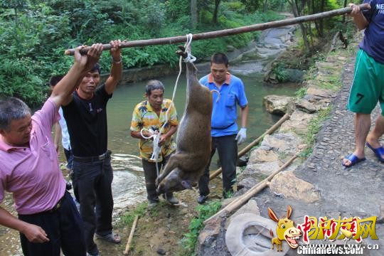 �㶫��ˮ�ŵ�ɽ25�շ���һ��Ȥ�£�һͷɽ������Ư���ӵ������ˡ�������ս���� ������ ��