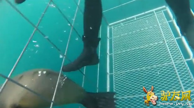 һֻ���ڶ������ĺ����ν���ǱˮԱ�ķ������С�ͼΪ������Ƶ��ͼ��