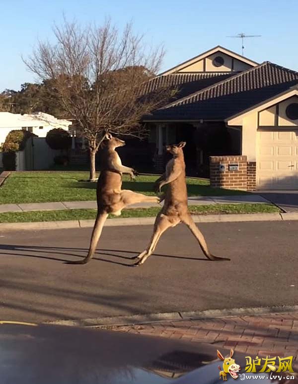 ����ý��ǰ��������ͨ�˽�ͷ��ܾ�������������ֻ�����ڹ��컯���µ��ִ����־���Щ�ټ��ˡ����գ������ĵ���ֻ�������Դ����ڰĴ�������������ʿ�ݵĴ���Ϲ�Ȼ��Ź����ӡ�