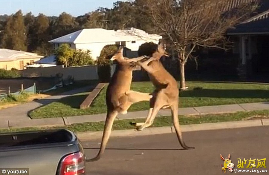 ����ý��ǰ��������ͨ�˽�ͷ��ܾ�������������ֻ�����ڹ��컯���µ��ִ����־���Щ�ټ��ˡ����գ������ĵ���ֻ�������Դ����ڰĴ�������������ʿ�ݵĴ���Ϲ�Ȼ��Ź����ӡ�