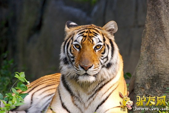 ������.����ͼ