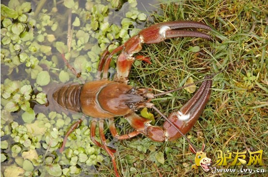 ���ز�����ʳ��