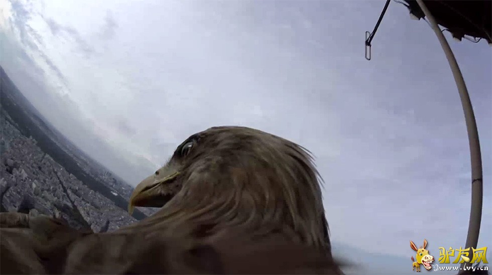 ��ӥ�ۡ�������辰�ۡ�