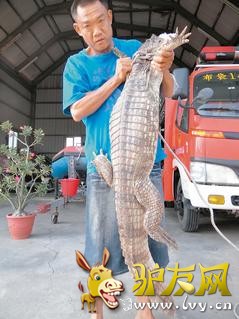 �����ز�����һ������ǰ����Ȼ������һֻ��һ����ʮ���ֵ����㡣ͼƬ��Դ�����ϱ���