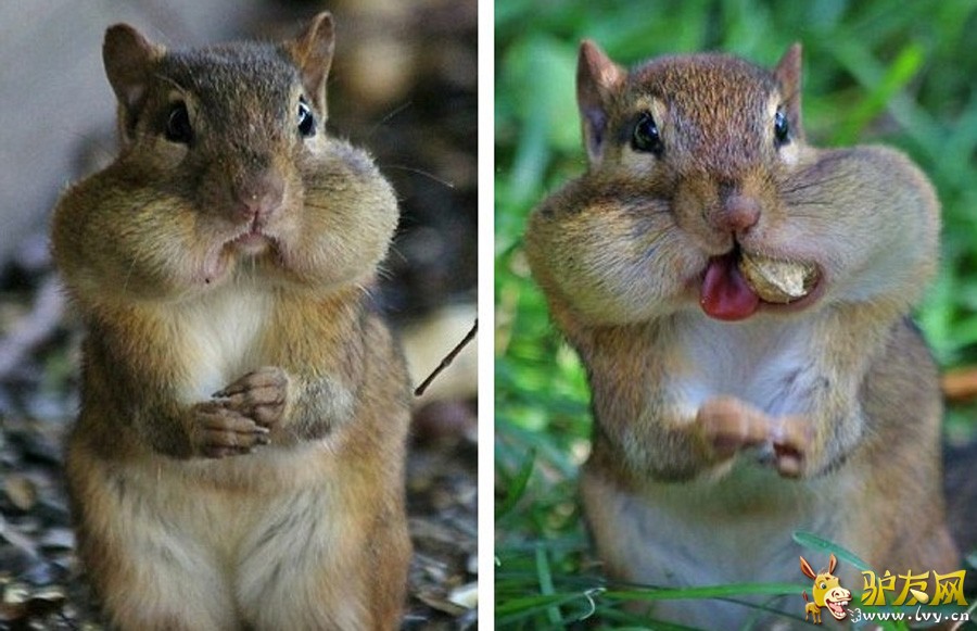 ��Facebook��Squirrel Cam��ҳ�ϣ�ë���׵Ľ����Ϊ�Լ��������е����ǡ�