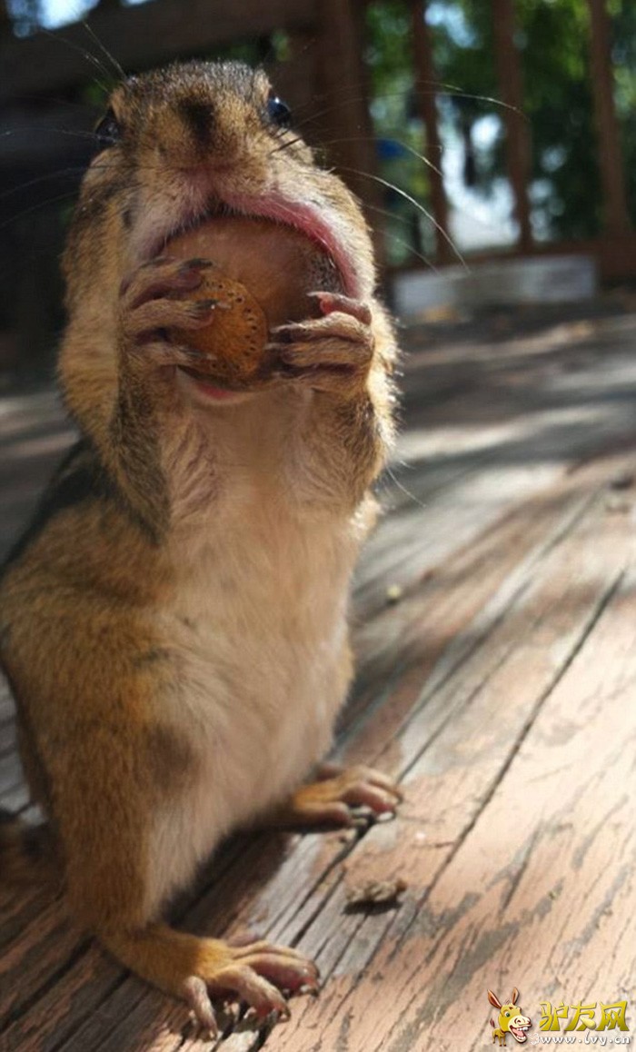 ��Facebook��Squirrel Cam��ҳ�ϣ�ë���׵Ľ����Ϊ�Լ��������е����ǡ�