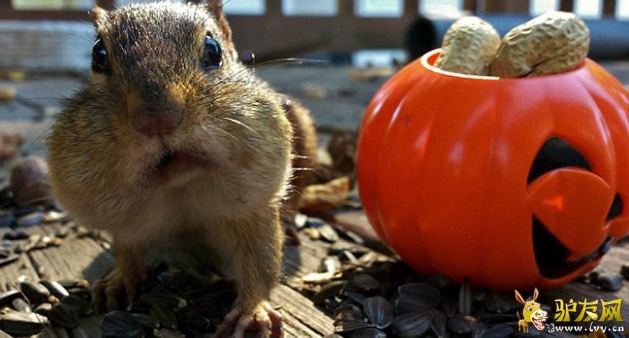 ��Facebook��Squirrel Cam��ҳ�ϣ�ë���׵Ľ����Ϊ�Լ��������е����ǡ�