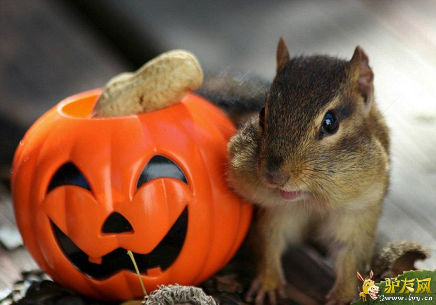 ��Facebook��Squirrel Cam��ҳ�ϣ�ë���׵Ľ����Ϊ�Լ��������е����ǡ�