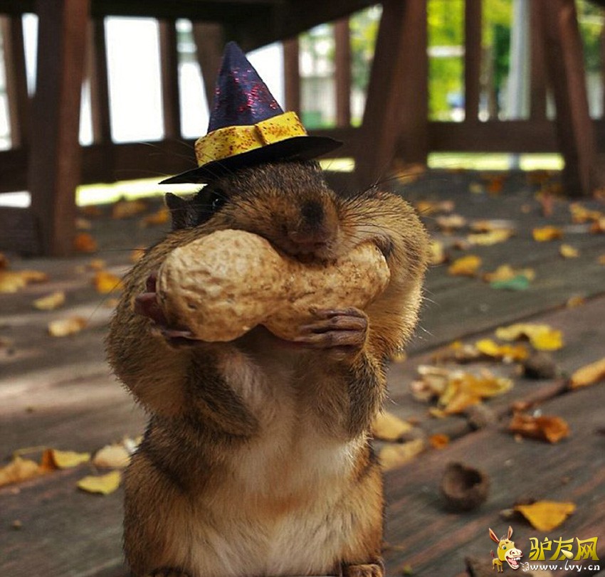 ��Facebook��Squirrel Cam��ҳ�ϣ�ë���׵Ľ����Ϊ�Լ��������е����ǡ�