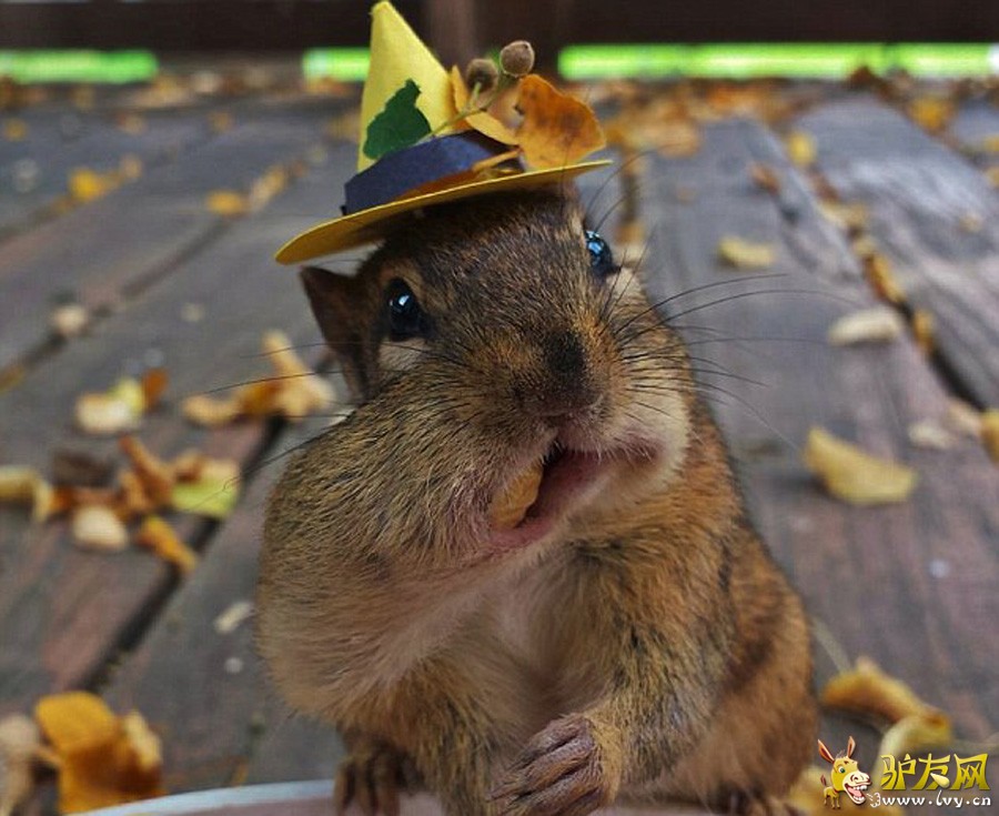 ��Facebook��Squirrel Cam��ҳ�ϣ�ë���׵Ľ����Ϊ�Լ��������е����ǡ�