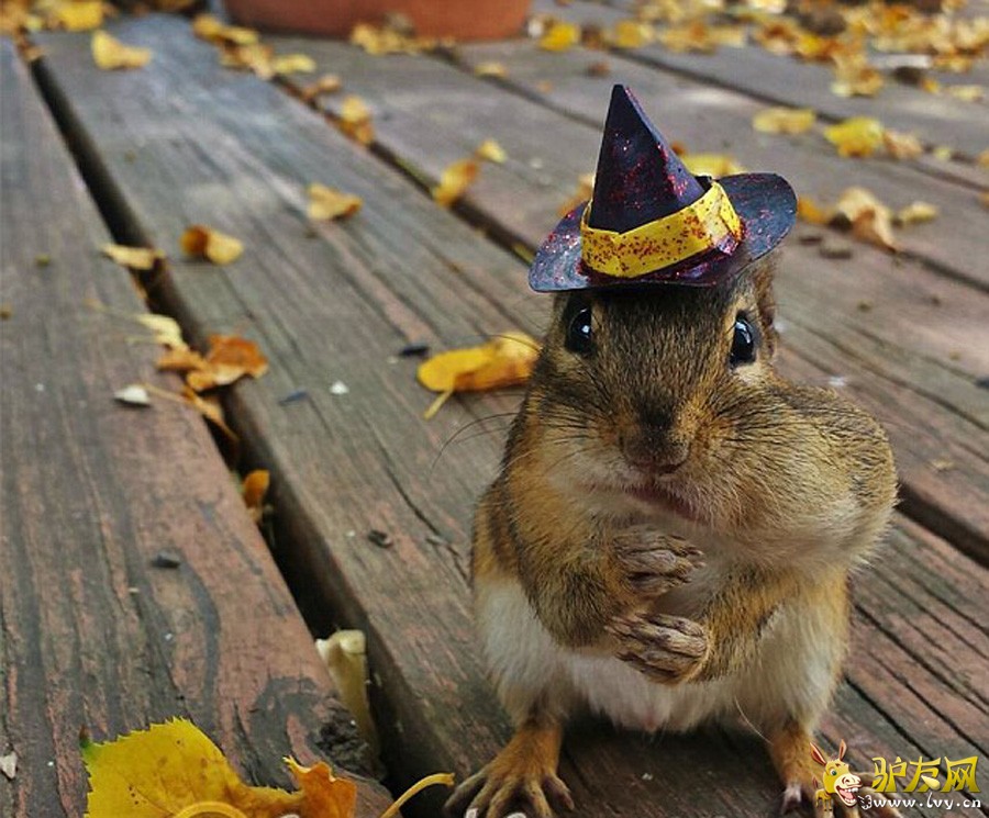 ��Facebook��Squirrel Cam��ҳ�ϣ�ë���׵Ľ����Ϊ�Լ��������е����ǡ�