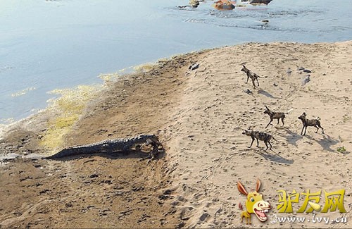 ��ֻ��������Ǳ�����Ϸǰ¶��ҴĺӰ��ߣ���������ʱ������Ұ�������͡�