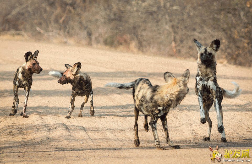 ��ֻ��������Ǳ�����Ϸǰ¶��ҴĺӰ��ߣ���������ʱ������Ұ�������͡� ��ҳ��ͼ