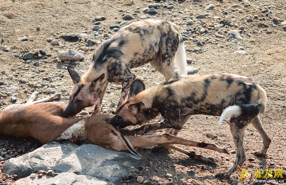 ��ֻ��������Ǳ�����Ϸǰ¶��ҴĺӰ��ߣ���������ʱ������Ұ�������͡� ��ҳ��ͼ